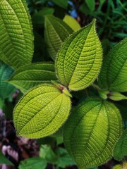 close up photo of the clidemia hirta plant