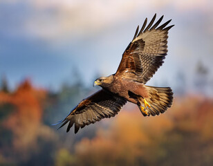 Fototapeta premium Flying bird. Bird of prey. Blue sky background. 