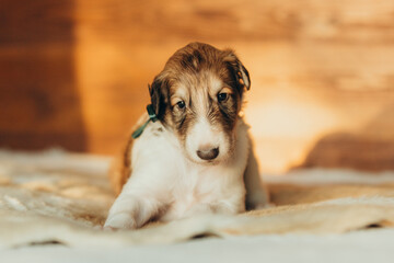 Portrait of lovely and cute russian borzoi dog puppy lying on the bed at sunset