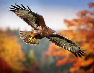 Obraz premium Flying bird. Bird of prey. Blue sky background. 