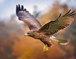 Obraz premium Flying bird. Bird of prey. Blue sky background. 
