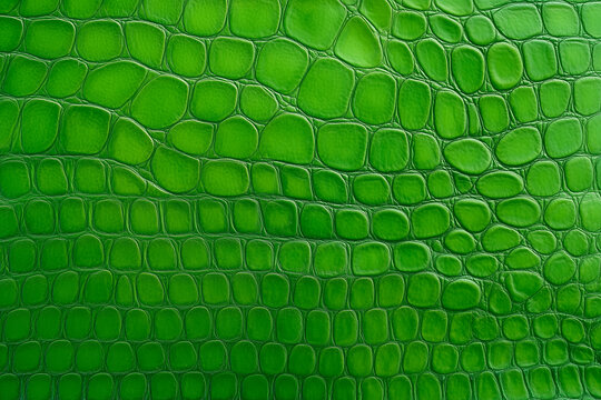 Close-up of green crocodile skin texture with detailed scales.