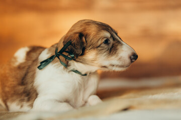 Portrait of lovely and cute russian borzoi dog puppy lying on the bed at sunset