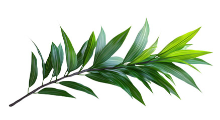Small Branch of Dracaena Marginata with Long Green Leaves, Isolated on Transparent Background
