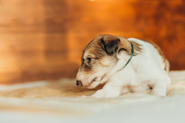 Portrait of lovely and cute russian borzoi dog puppy lying on the bed at sunset
