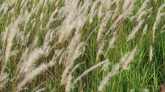 cogon grass or ilalang flowers sway in the wind, nature scene in summer.