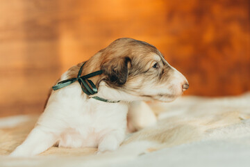 Portrait of lovely and cute russian borzoi dog puppy lying on the bed at sunset