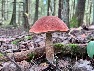 Close up on the single orange brown cap Leccinum aurantiacum red-capped scaber stalk birch bolete boletus fungi fungus mushroom growing in the forest among dry leaves