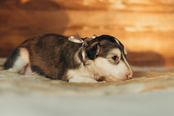 Portrait of lovely and cute russian borzoi dog puppy lying on the bed at sunset