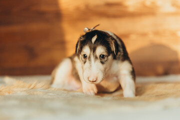 Portrait of lovely and cute russian borzoi dog puppy lying on the bed at sunset