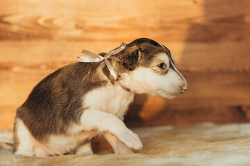 Portrait of lovely and cute russian borzoi dog puppy lying on the bed at sunset