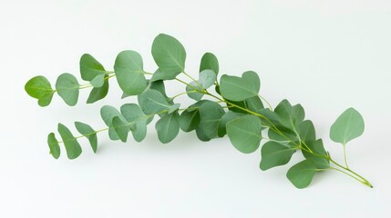 Obraz premium A sprig of eucalyptus leaves with green foliage isolated on a white background.