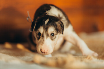 Portrait of lovely and cute russian borzoi dog puppy lying on the bed at sunset