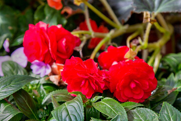 Begonia flowers are red in color on branches with green leaves. Flora plants flowers floristry.