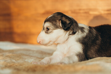 Portrait of lovely and cute russian borzoi dog puppy lying on the bed at sunset