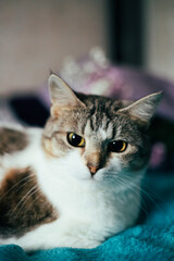 Portrait of a charming cat with a bouquet of pink chrysanthemum flowers. A cute cat on a blue blanket