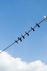 birds on wire