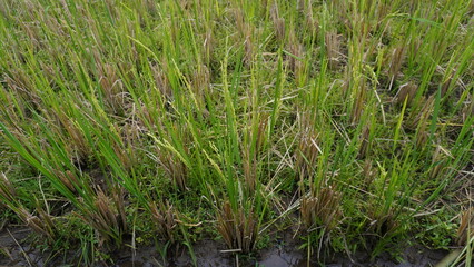 Obraz premium The texture of the rice fields is dry due to the long dry season