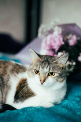 Portrait of a charming cat with a bouquet of pink chrysanthemum flowers. A cute cat on a blue blanket
