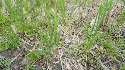 The texture of the rice fields is dry due to the long dry season

