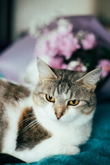 Portrait of a charming cat with a bouquet of pink chrysanthemum flowers. A cute cat on a blue blanket