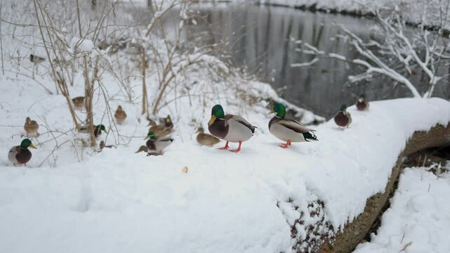 The video captures ducks on snow, happily nibbling on bits of bread. The snowy setting adds a picturesque backdrop to this delightful moment of nature and wildlife. Snowy landscape.