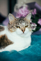 Portrait of a charming cat with a bouquet of pink chrysanthemum flowers. A cute cat on a blue blanket