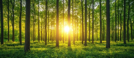 Sun shining through tall trees in a forest.