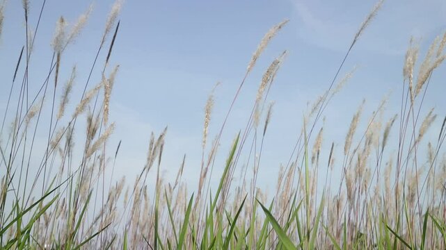 cogon grass or ilalang flowers sway in the wind, nature scene in summer.