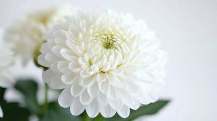A white flower in focus on a white backdrop with another white flower in the background