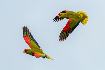 Red-spectacled Parrot (amazona pretrei) flying over Urupema 