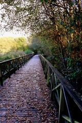 Paseo en el bosque con pasarela de madera llena de hojas por la llegada del otoño. 
