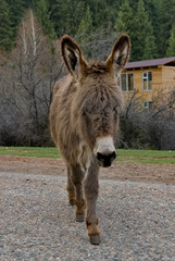 Kyrgyzstan, the Southeastern coast of Lake Issyk-Kul. A fearless domestic donkey grazes on the road...