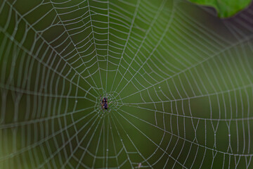 spider on web