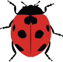 ladybird illustration