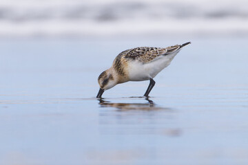 Sanderling of birds on the sea shore with reflection B