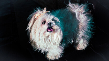Naklejka premium portrait of a puppy