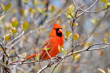 Male Northern Cardinal closeup in Ontario, Canada