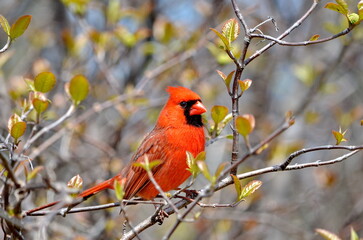 Male Northern Cardinal closeup in Ontario, Canada