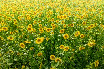 Obraz premium Oil production harvest with blooming sunflowers in summer field