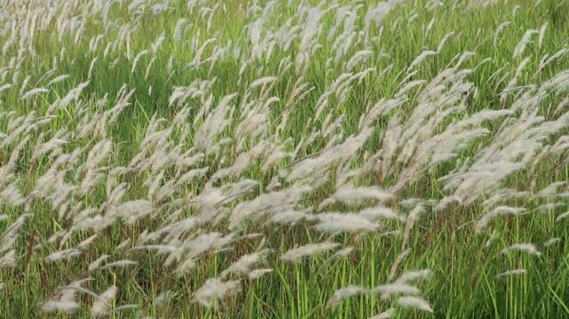 cogon grass or ilalang flowers sway in the wind, nature scene in summer.