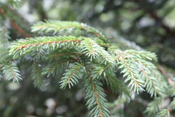 
Green and young fir branches