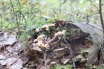 
many small mushrooms on a dead tree stump with moss