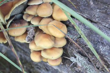Small mushrooms grow on a fallen tree trunk in the forest