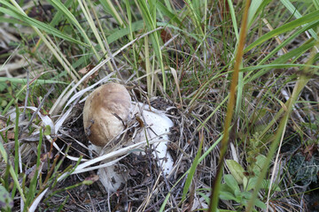 The mushroom grows in the forest between the blades of grass