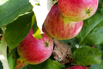 Beautiful and fresh apples on a tree branch