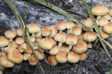Small mushrooms grow on a fallen tree trunk in the forest