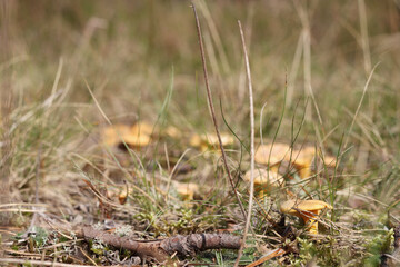 Yellow mushrooms in the autumn forest