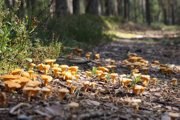 Yellow mushrooms in the autumn forest