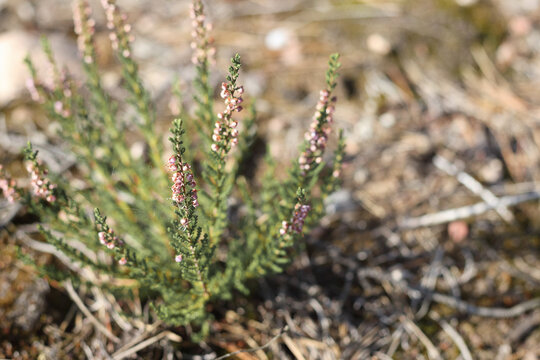 A small flower bouquet with small flowers grows on the ground